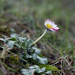 Bellis perennis (lawn daisy)